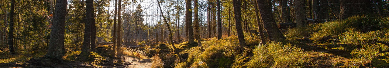 Harz