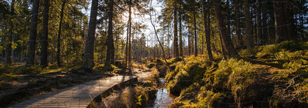 Harz